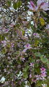 6a1it Altpins Profile Picture