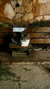 6a1it Altpins Profile Picture