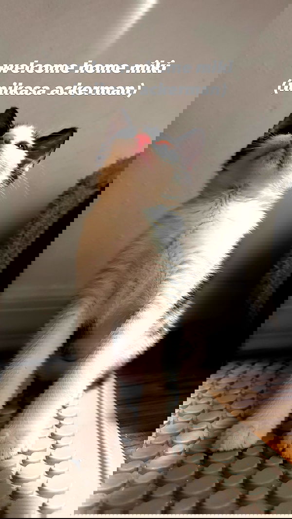 6nattynat9 6nattynat9 archive image