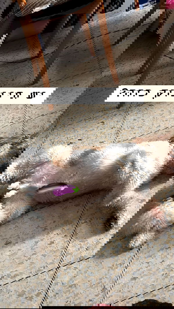 _._dianush._ _._dianush._ archive image