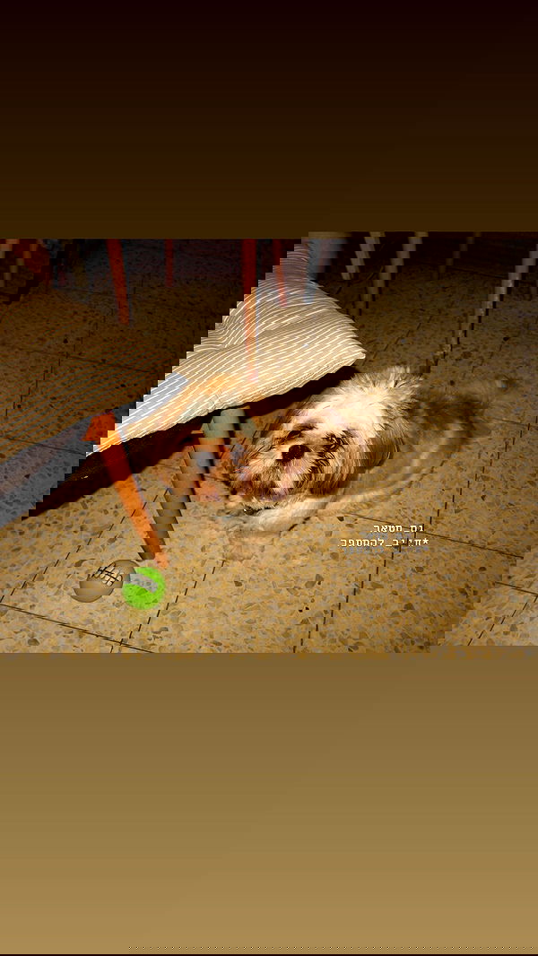 _._dianush._ _._dianush._ archive image