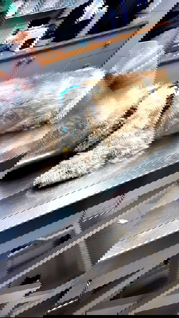 _._dianush._ _._dianush._ archive image