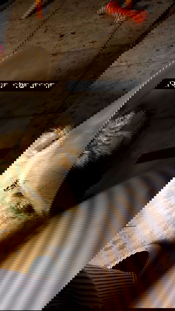 _._dianush._ _._dianush._ archive image