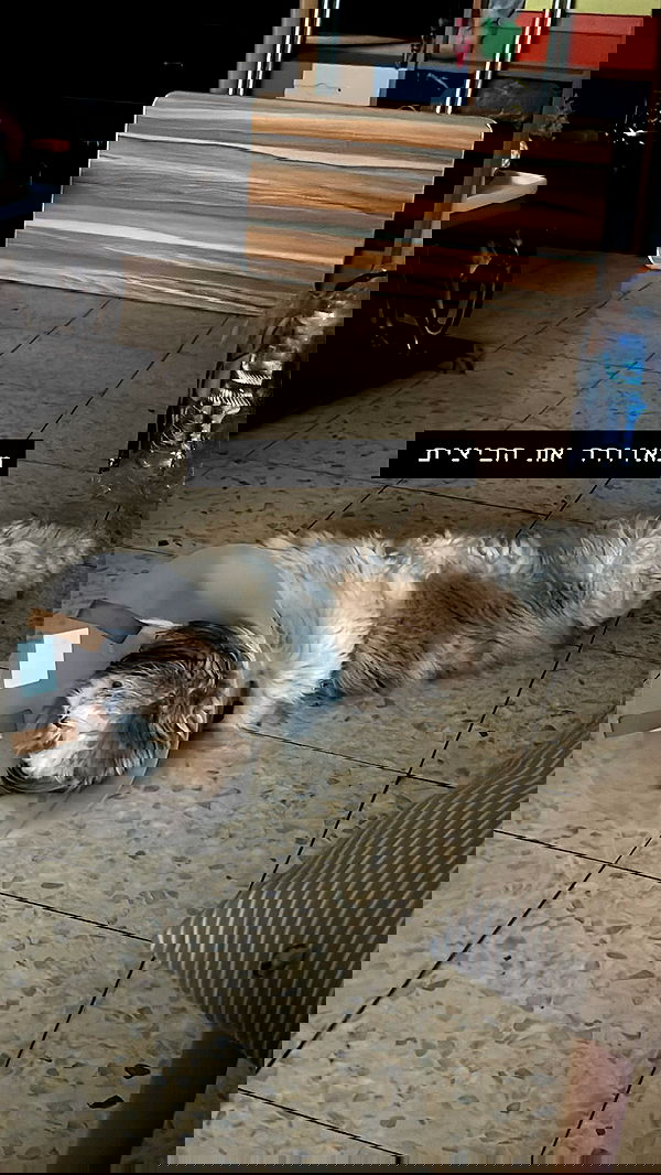 _._dianush._ _._dianush._ archive image