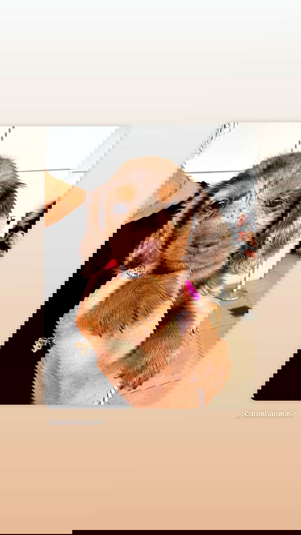 _._dianush._ _._dianush._ archive image