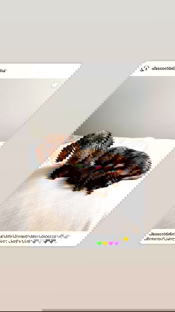 _._dianush._ _._dianush._ archive image