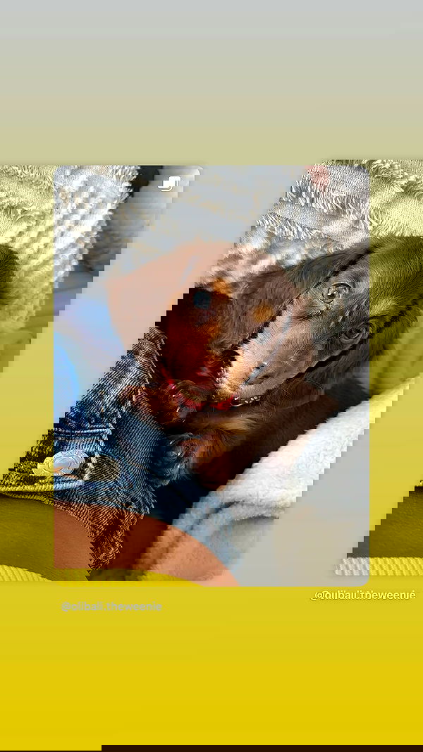 _._dianush._ _._dianush._ archive image