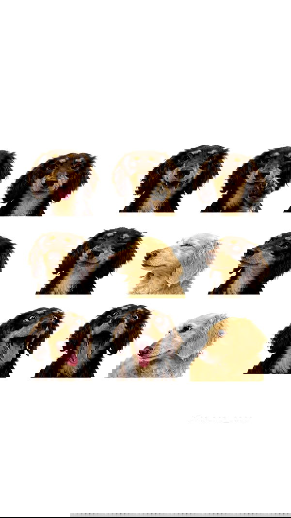 _._dianush._ _._dianush._ archive image