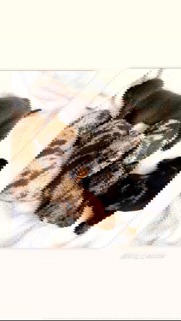 _._dianush._ _._dianush._ archive image