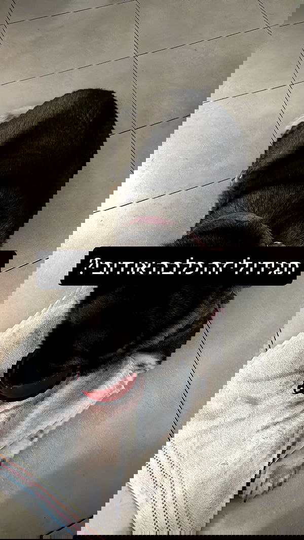 _._dianush._ _._dianush._ archive image