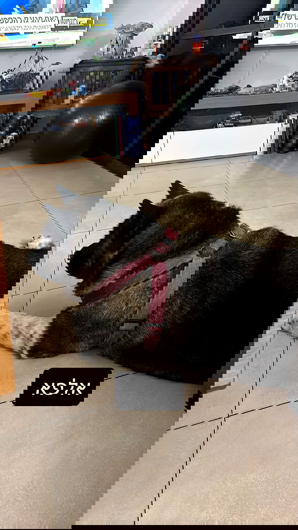 _._dianush._ _._dianush._ archive image