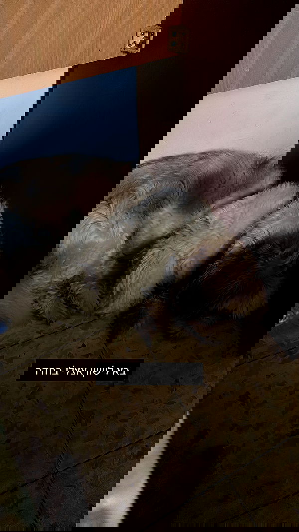 _._dianush._ _._dianush._ archive image