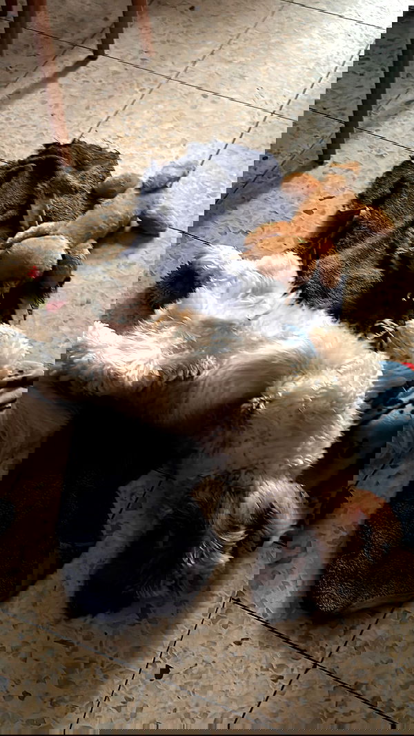 _._dianush._ _._dianush._ archive image