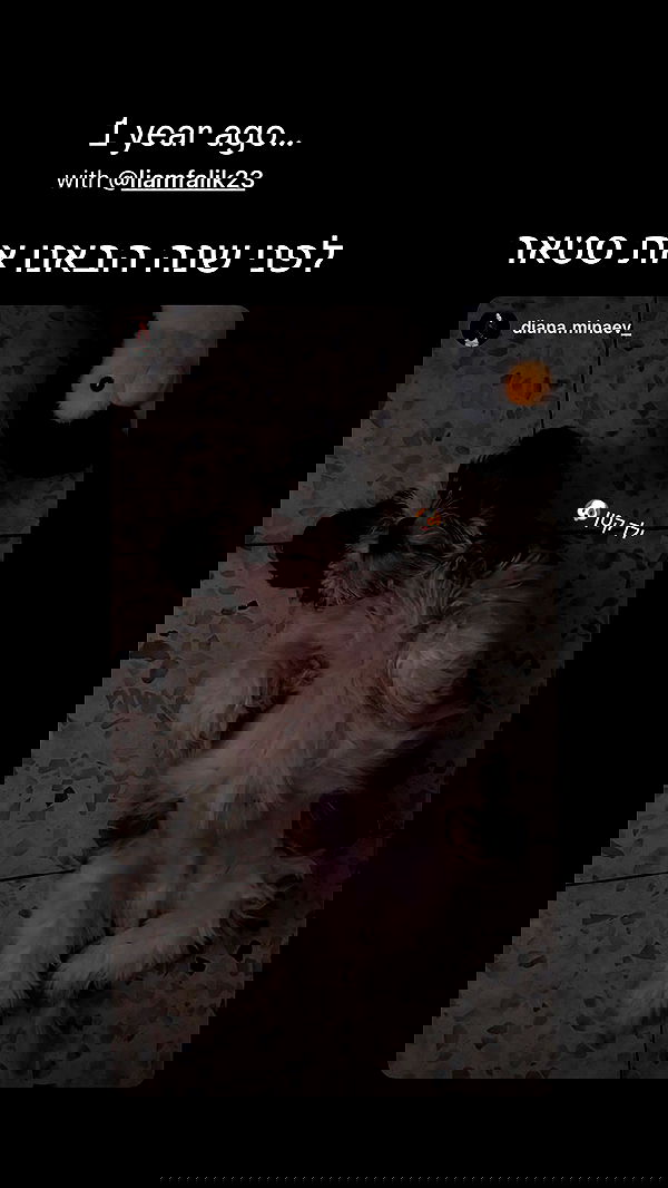 _._dianush._ _._dianush._ archive image