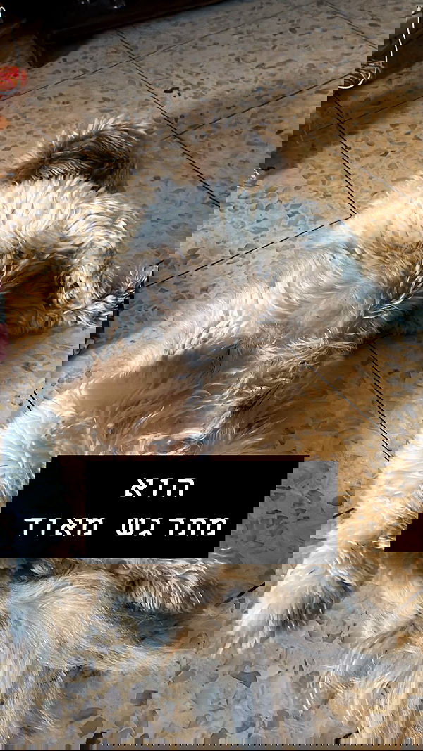 _._dianush._ _._dianush._ archive image