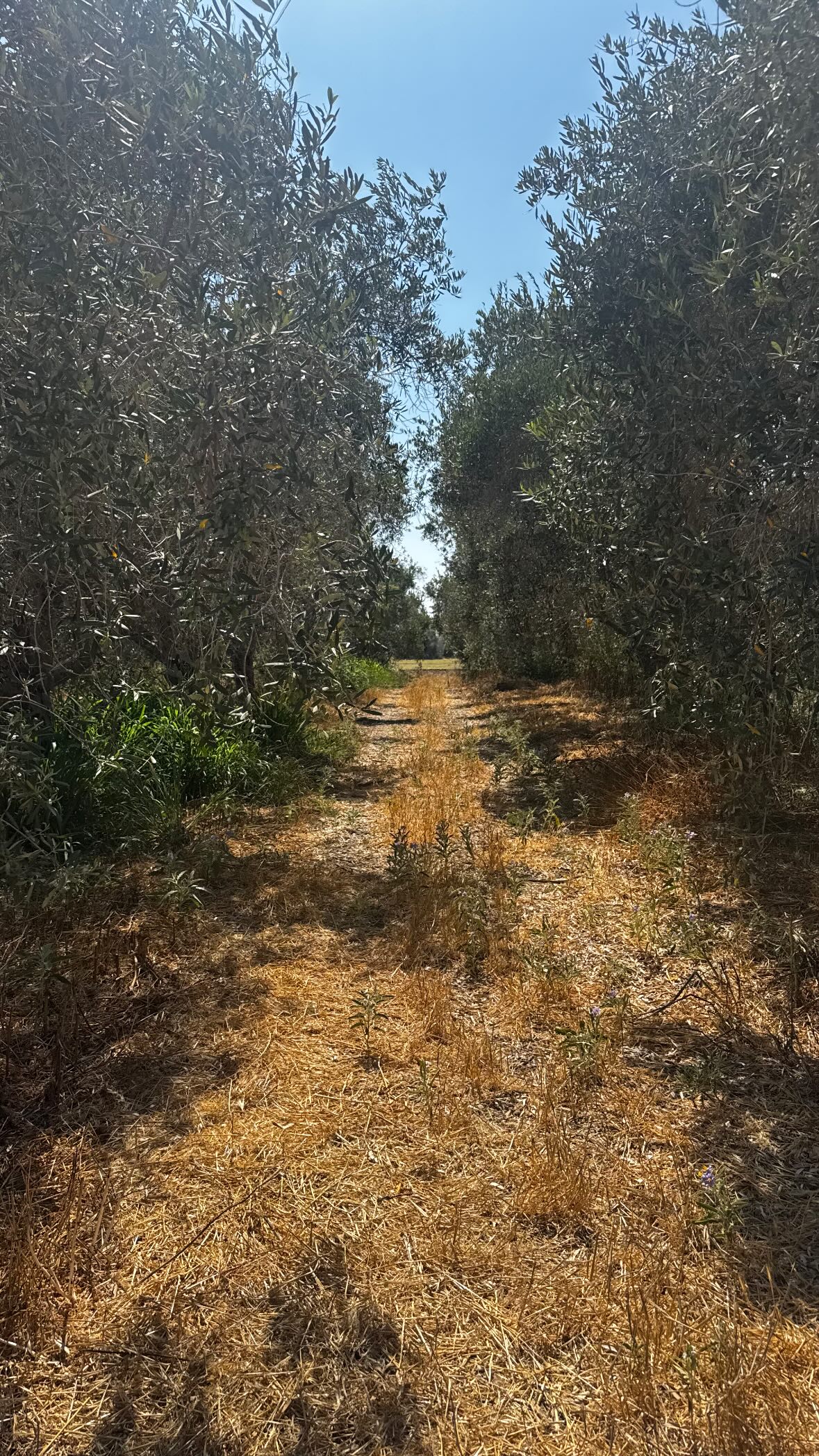 ___shachar instagram image archive image