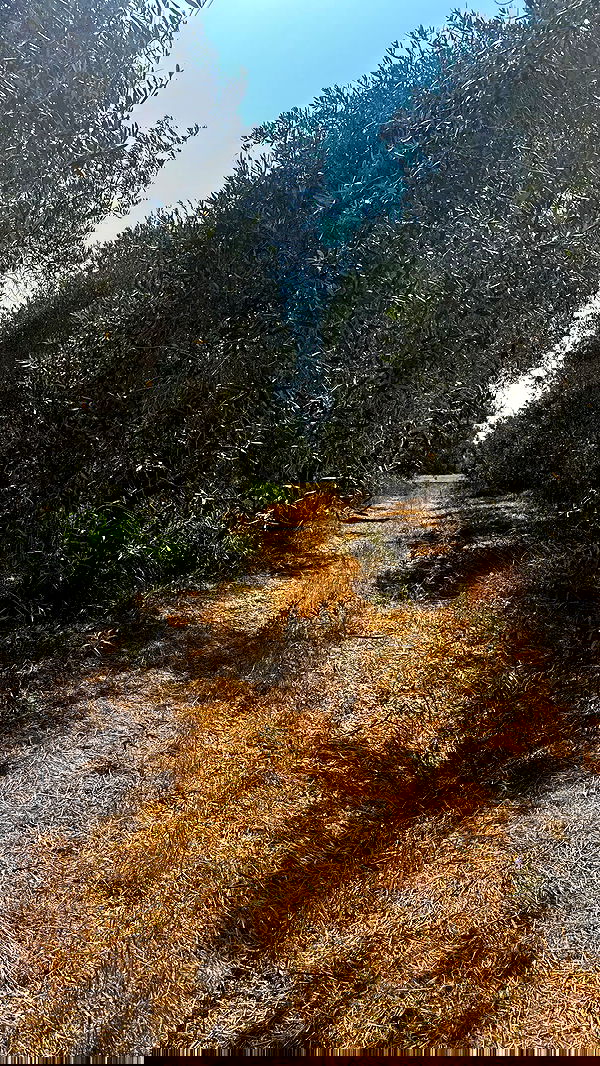 ___shachar image ~ Altpins