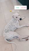 __yaheli_ Altpins Profile Picture