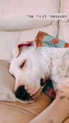 __yaheli_ Altpins Profile Picture