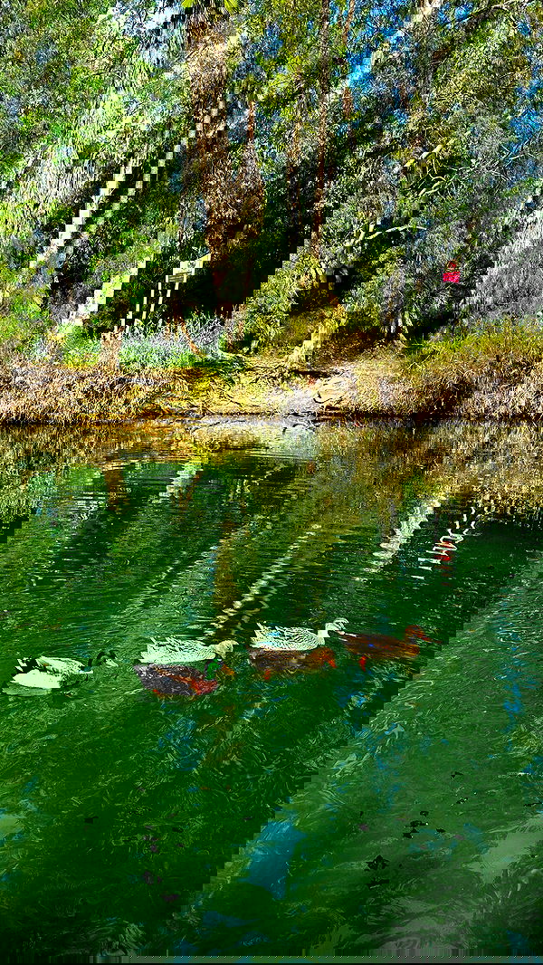 _adidahan image ~ Altpins