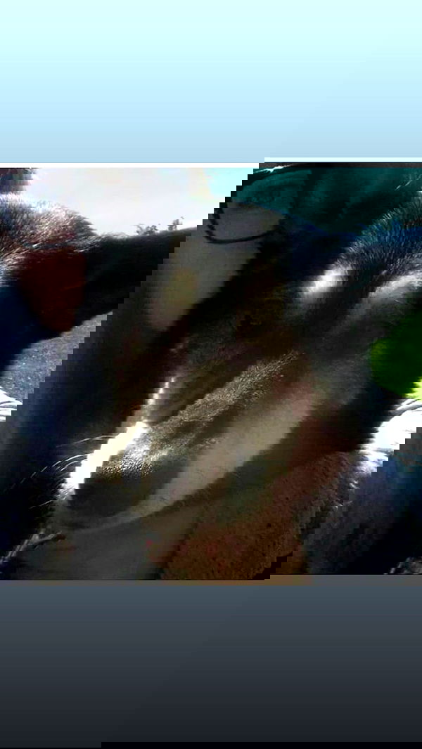 _animechika_ _animechika_ archive image