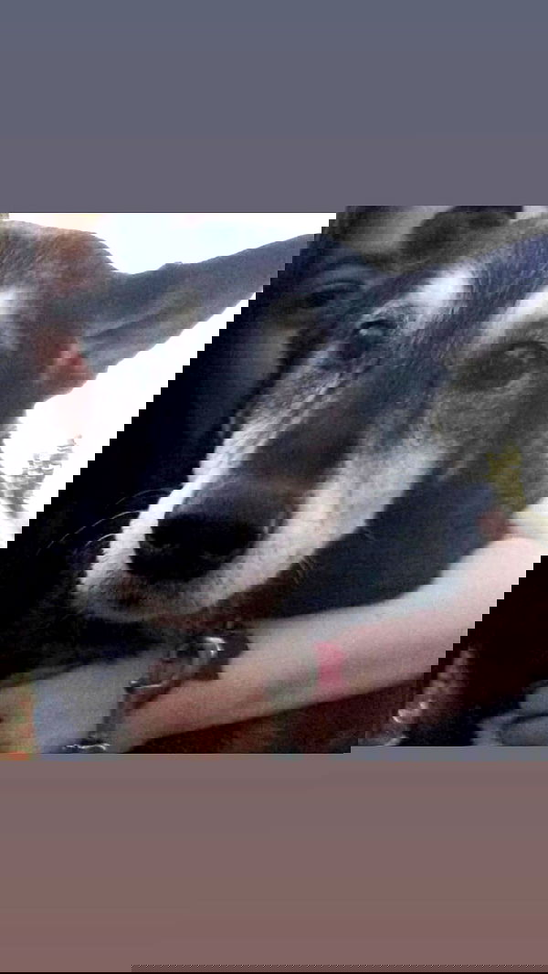 _animechika_ _animechika_ archive image