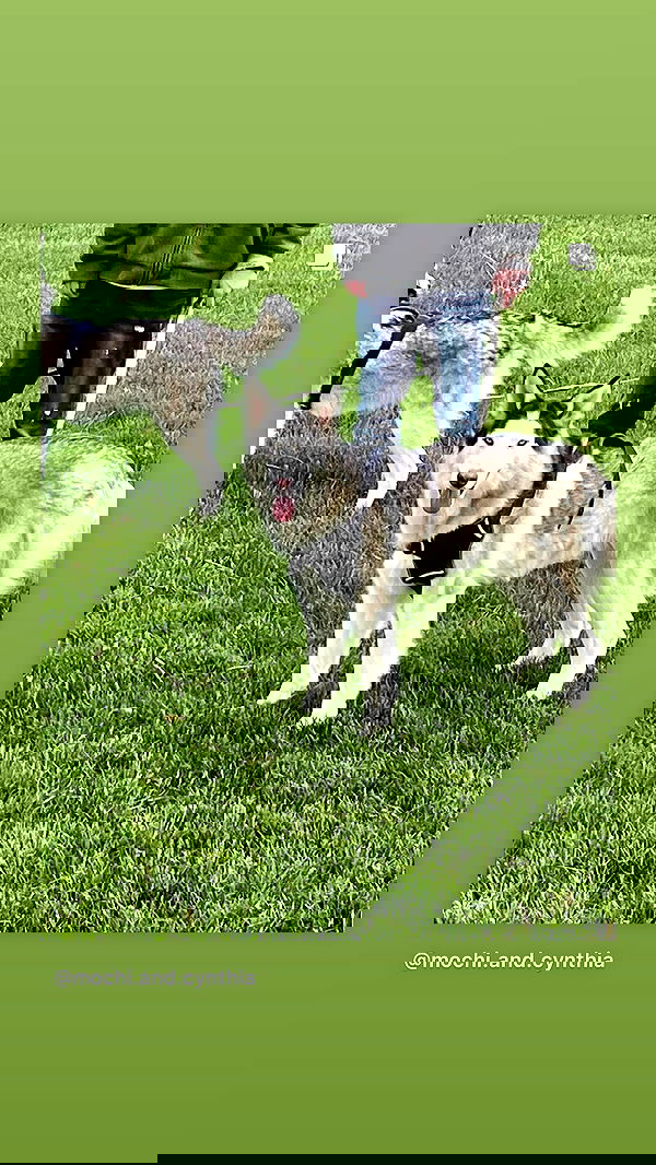 _animechika_ _animechika_ archive image