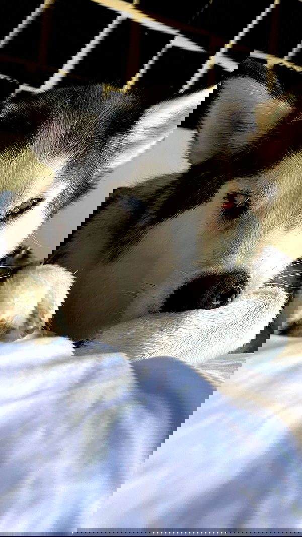 _animechika_ _animechika_ archive image