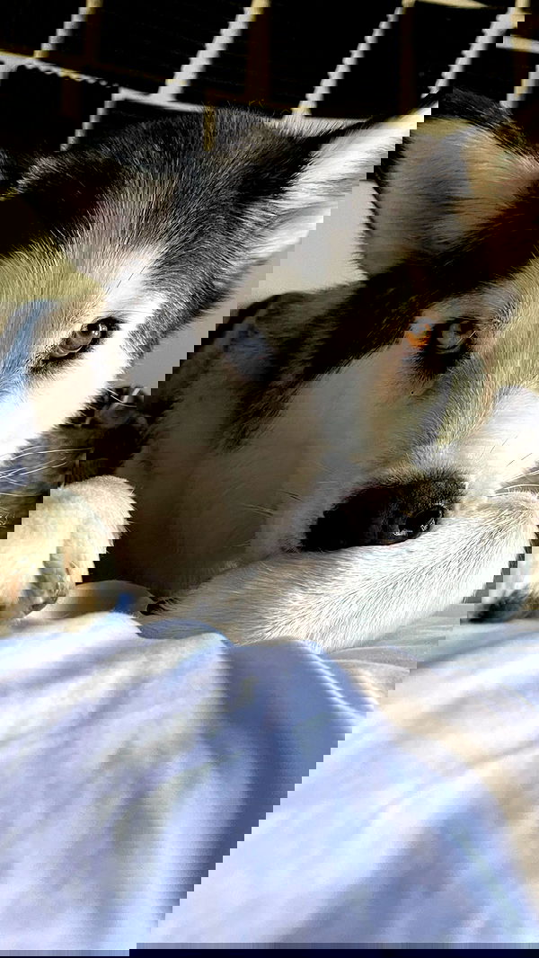 _animechika_ _animechika_ archive image