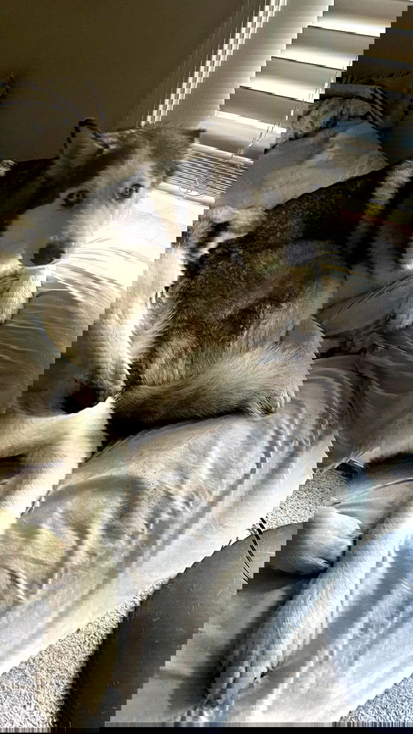 _animechika_ _animechika_ archive image