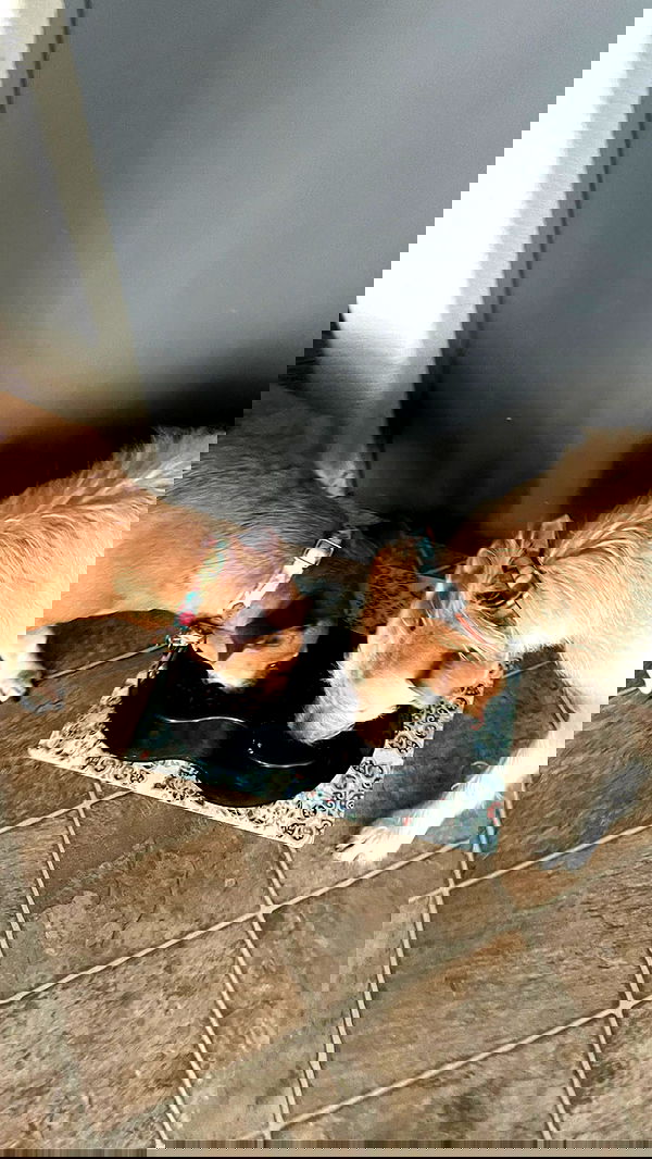 _animechika_ _animechika_ archive image