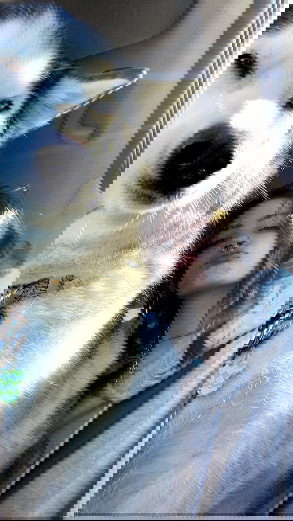 _animechika_ _animechika_ archive image