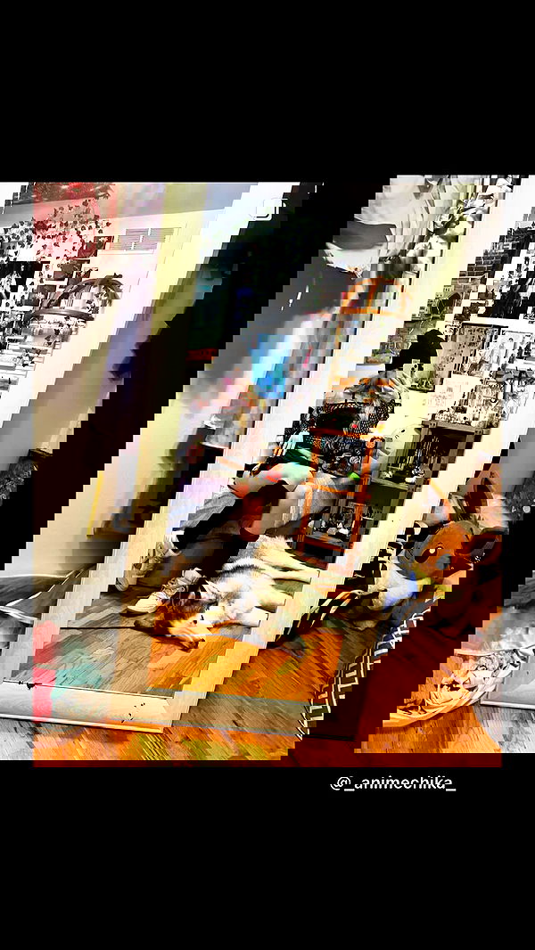 _animechika_ _animechika_ archive image