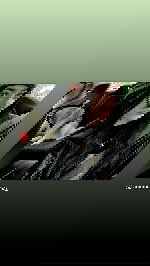 _animechika_ image ~ Altpins