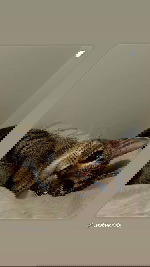 _animechika_ image ~ Altpins