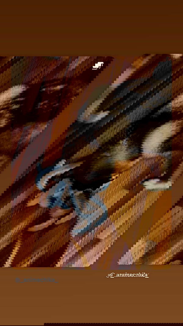 _animechika_ _animechika_ archive image