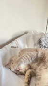 _ariel_lll Altpins Profile Picture
