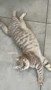 _ariel_lll Altpins Profile Picture
