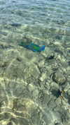 _ariel_lll Altpins Profile Picture