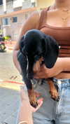 _ariel_lll Altpins Profile Picture
