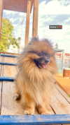 _batzir_haanavim Altpins Profile Picture