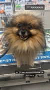 _batzir_haanavim Altpins Profile Picture
