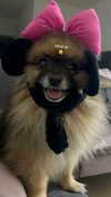 _batzir_haanavim Altpins Profile Picture