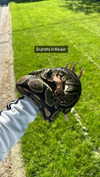 _dfoxx Altpins Profile Picture