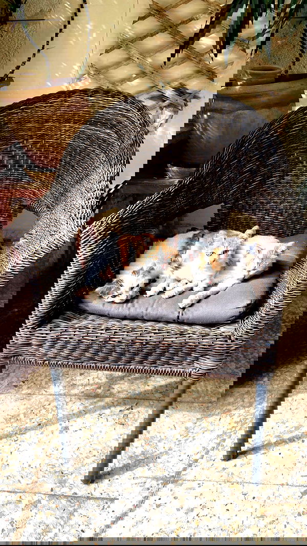 _femalien image ~ Altpins