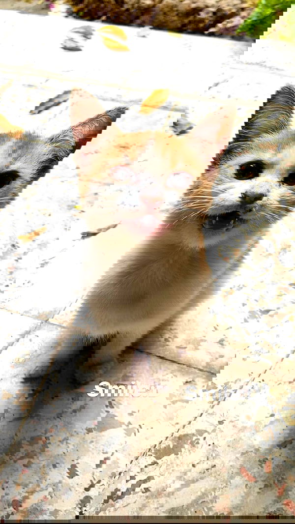 _femalien image ~ Altpins