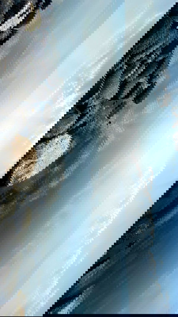 _femalien image ~ Altpins