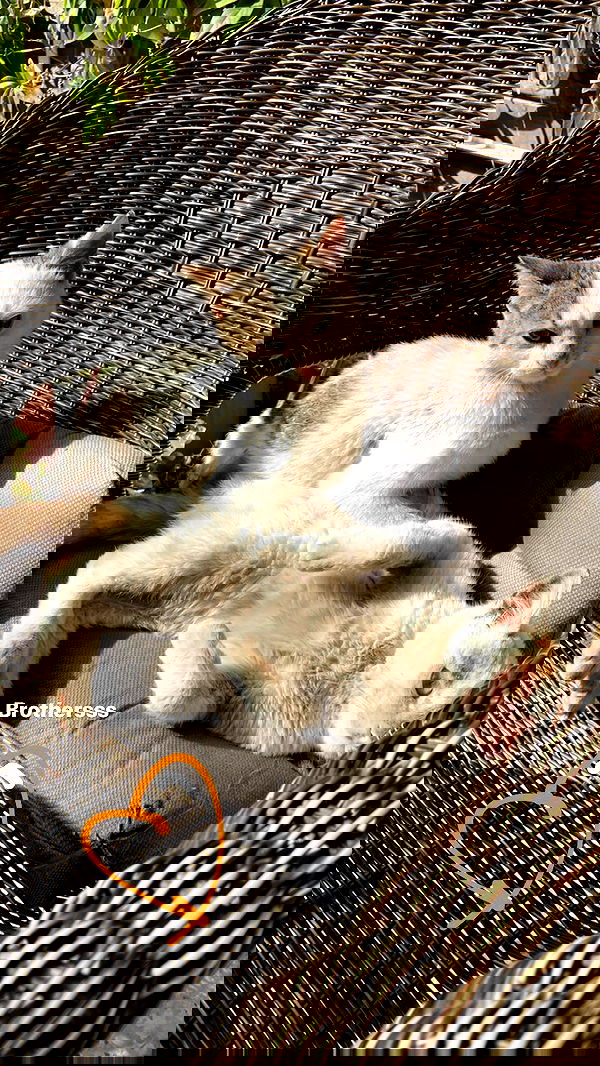 _femalien image ~ Altpins