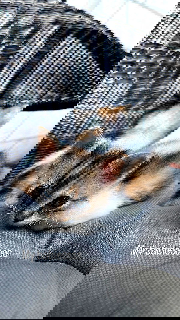 _femalien image ~ Altpins