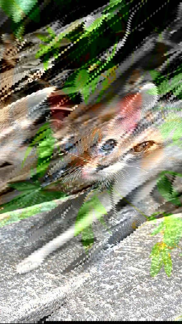 _femalien image ~ Altpins